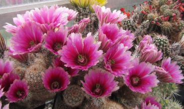 Echinocereus dasyacanthus (Lajitas)